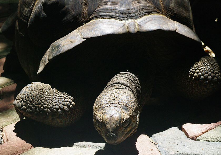 Guided trip to Prison lsland Tour