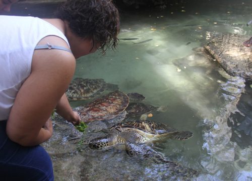 Private full-day trip to Mnemba Tours and Baraka Aquarium in Nungwi