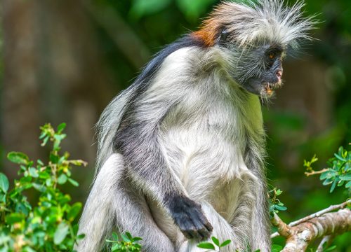 Private Full Guide Trip to Jozani Forest and Spice farm tour