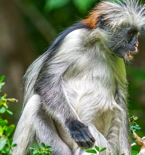 Private Full Guide Trip to Jozani Forest and Spice farm tour