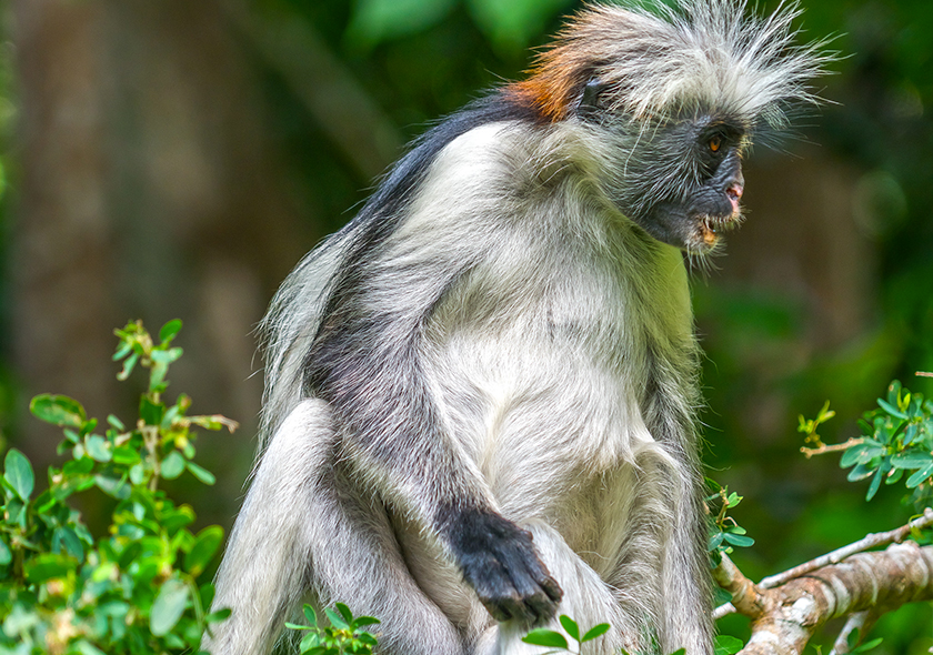 Private Full Guide Trip to Jozani Forest and Spice farm tour